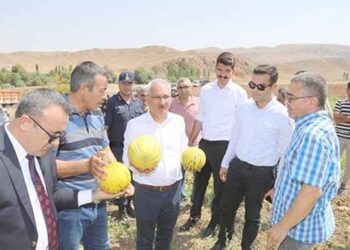 Sulakyurt’ta Kavun Hasadı Yapıldı.